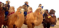 One Thousand Camel Festival Mongolia