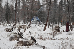 lots of reindeers and teepee