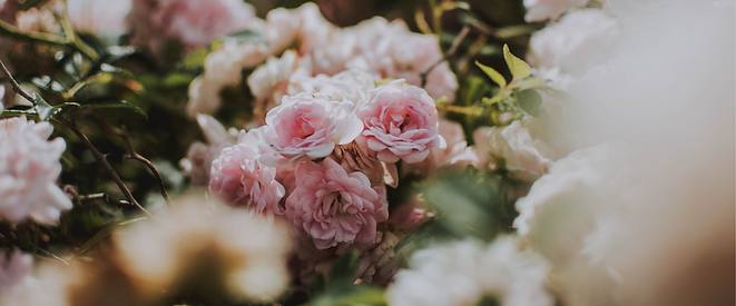 Untitled design (21).png