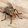 fly.png