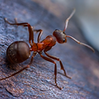 Ant.png