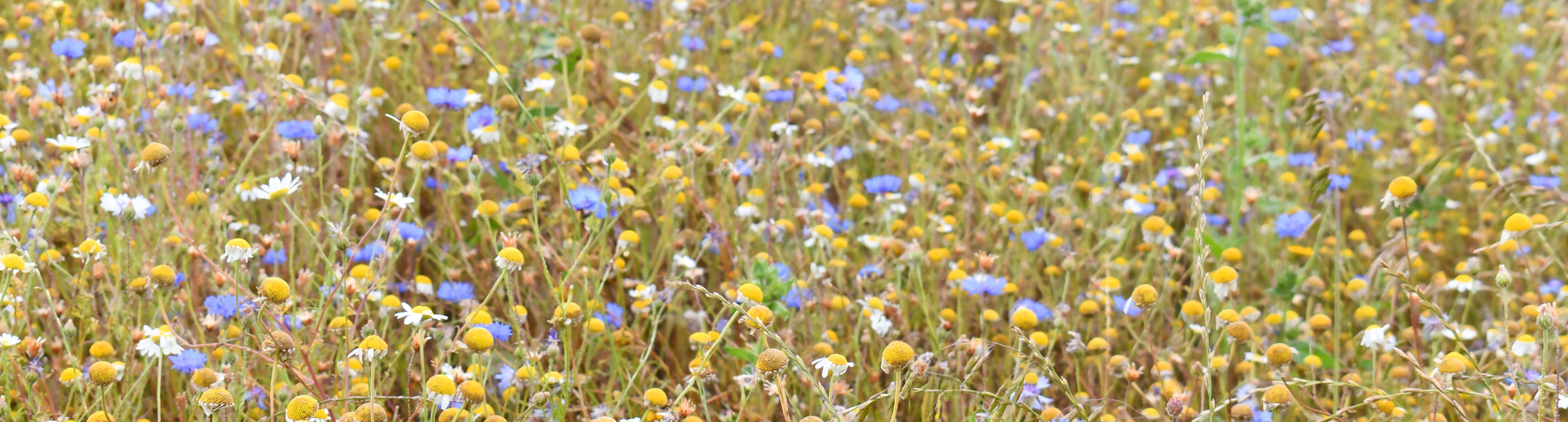Gentle meadow