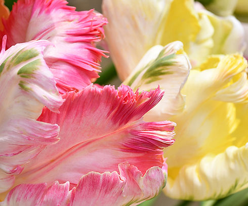Charlotte_Broady_Pink_and_yellow_parrot.jpg