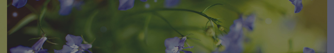 Charlotte_Broady_Lobelia_I_edited.jpg