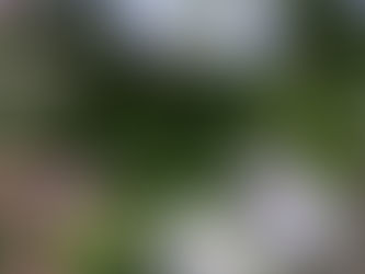 雨に煙る(?)紫陽花