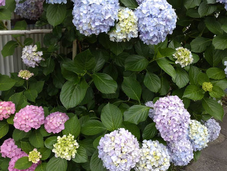 雨に煙る(?)紫陽花