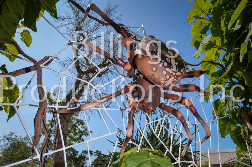 orb-weaver20spider.jpeg
