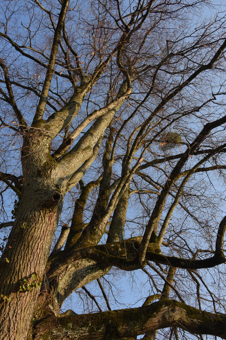 DSC_1493.JPEG