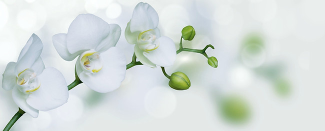 13c611_e54125afba0c41e692dc8ba9cf543e70_mv2.jpg