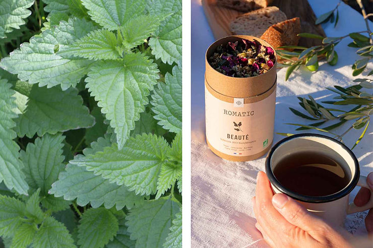 Feuilles d'ortie et infusion Beauté aux bienfaits de l'ortie