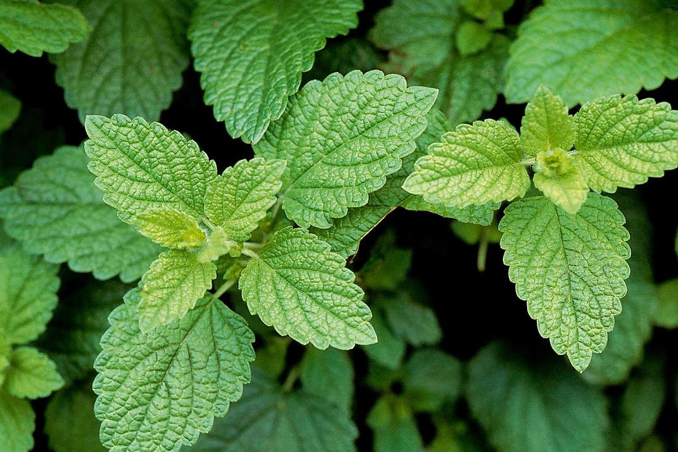 Menthe et verveine pour l'infusion
