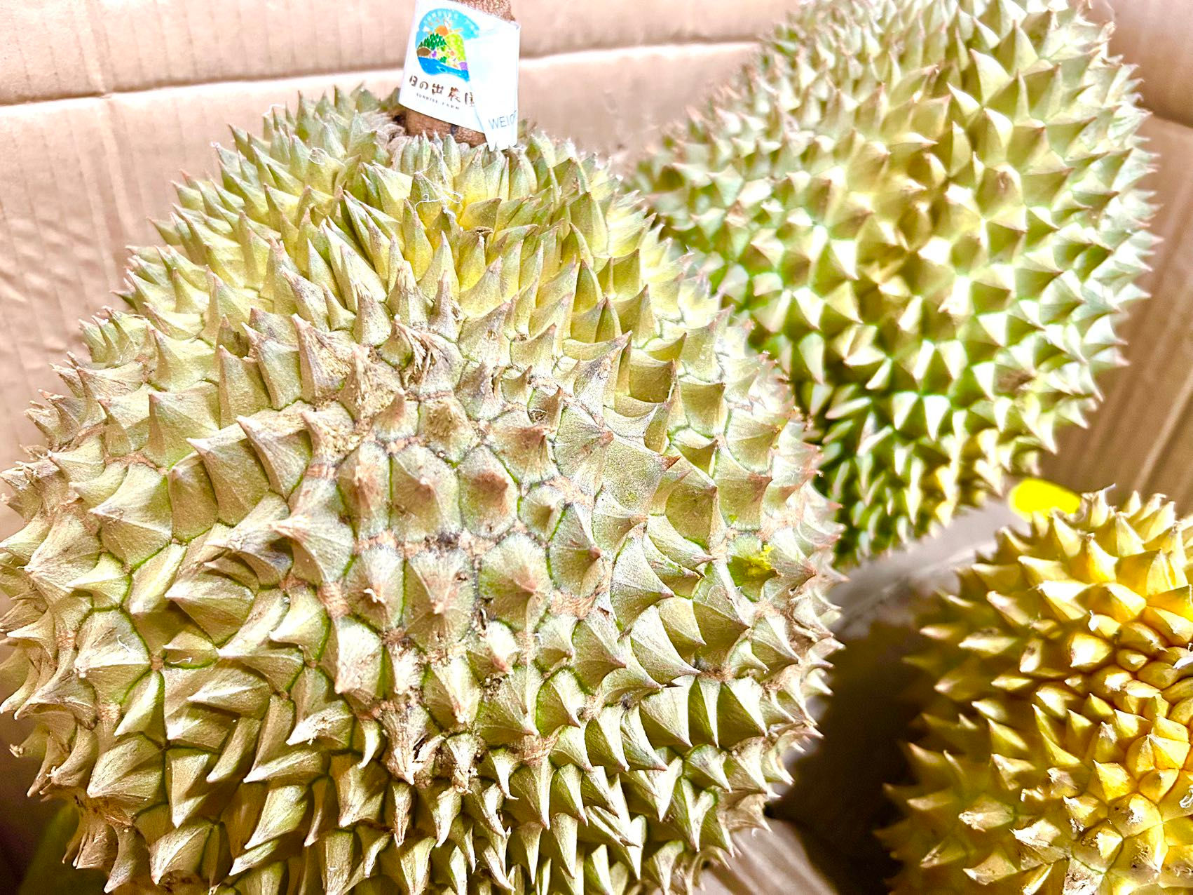 タイ産ドリアン ｜泰国金枕榴蓮