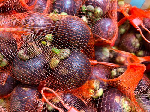 マンゴスチン｜山竹 | 日の出農園