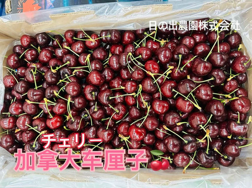 カナダ産チェリー ｜加拿大車厘子 | 日の出農園