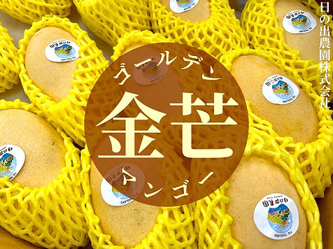 ゴールデンマンゴー｜金芒 | 日の出農園