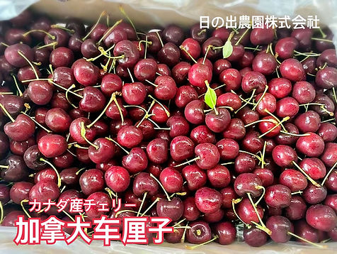 カナダ産新鮮チェリー カナダ産チェリー ｜加拿大車厘子 | 日の出農園