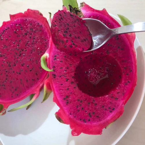 ドラゴンフルーツ｜火龍果 | 日の出農園