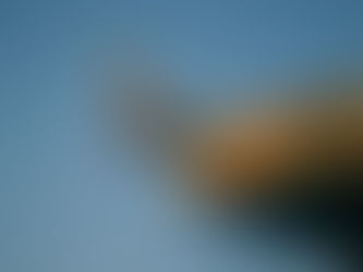 A monastic (dis)order of mischievous monks