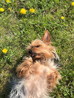 Lexy the dog