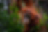 orangutan_08.jpg