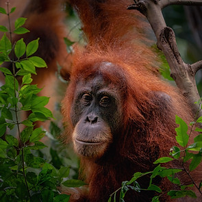 Orangutan