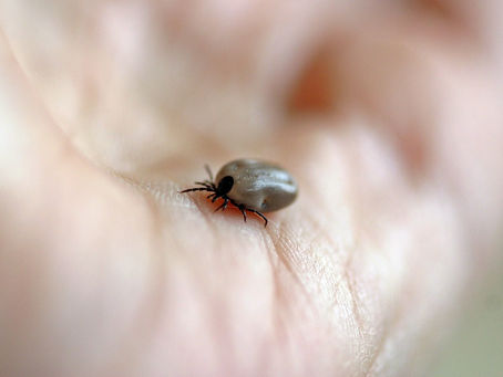La Maladie de Lyme chronique, quesako ?