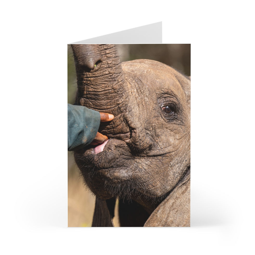 Blank Elephant Calf Greeting Cards (7 pcs)