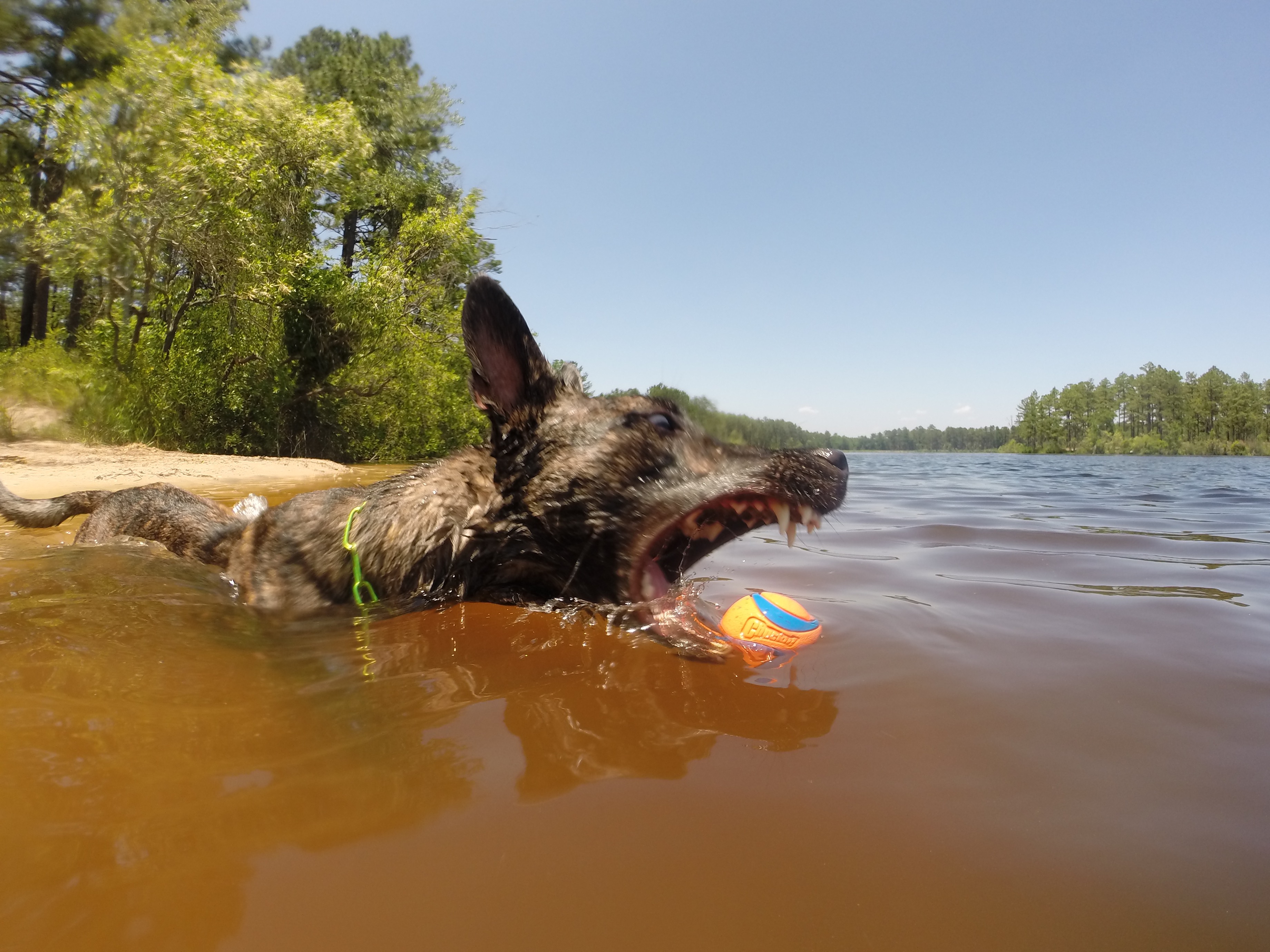 Rivers Edge Canine Dog Training Boarding Dock Diving Central Illinois