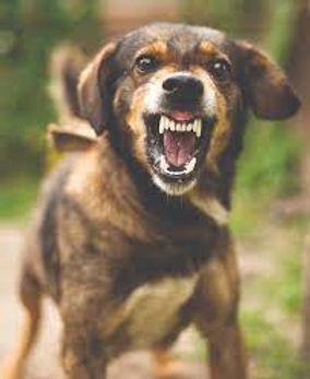 dog aggr.jpg