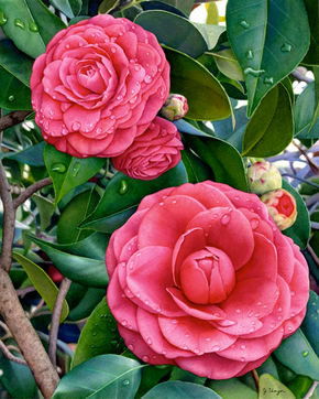 Camellias in bloom .jpg