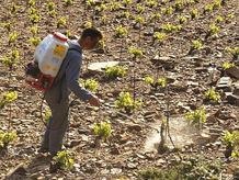 Une consultation publique pour les pesticides