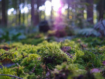 Les mousses témoins de la pollution de l'air