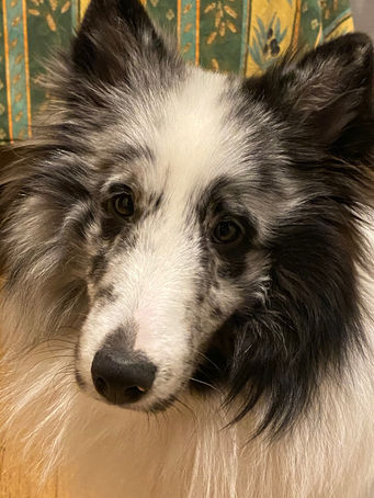 Edmonton behaviour dog trainer