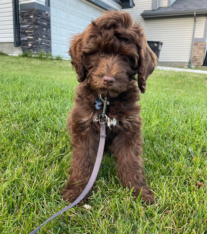 Puppy training in Edmonton