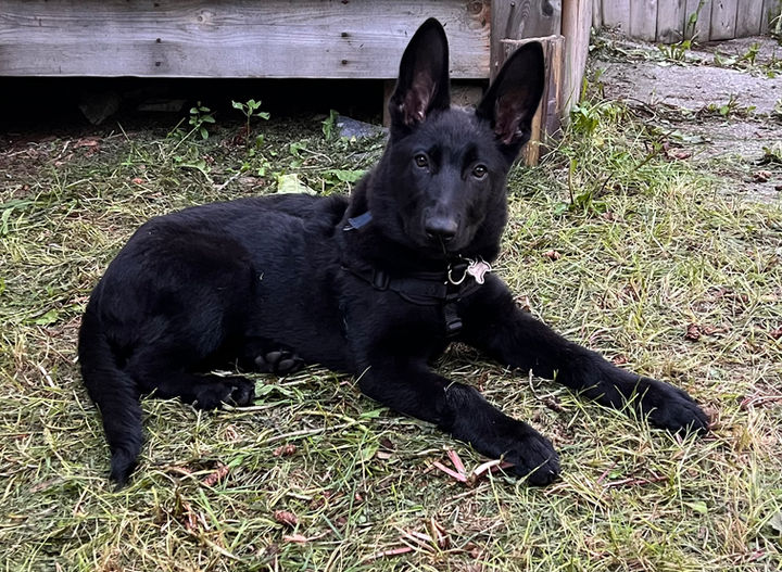 Edmonton dog training