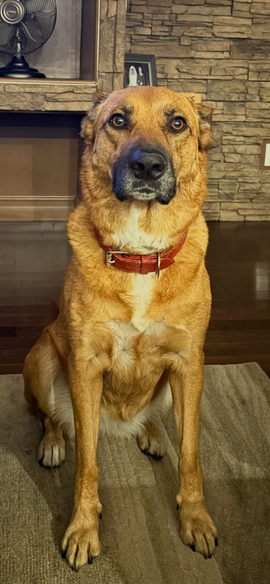 Edmonton dog training 
