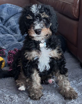 Sherwood Park puppy training 