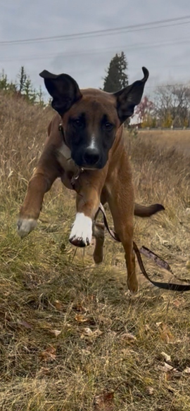 Edmonton dog training 