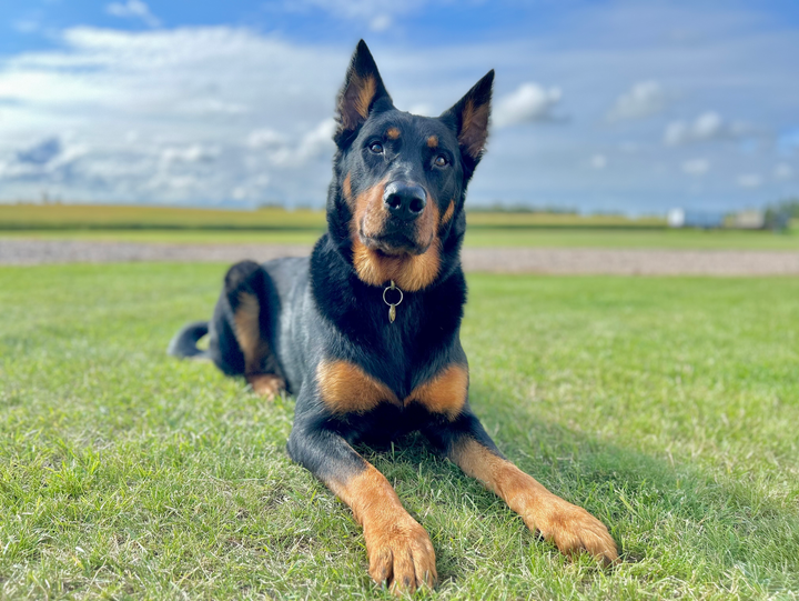 Private dog training in Edmonton area