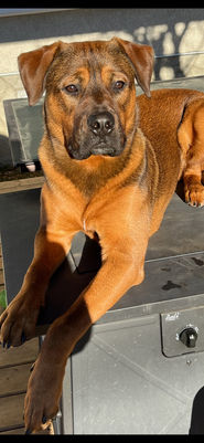 Private dog behaviour training Edmonton 