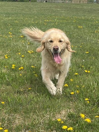 Dog obedience training Edmonton 