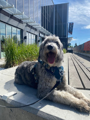 Edmonton dog behaviour trainer