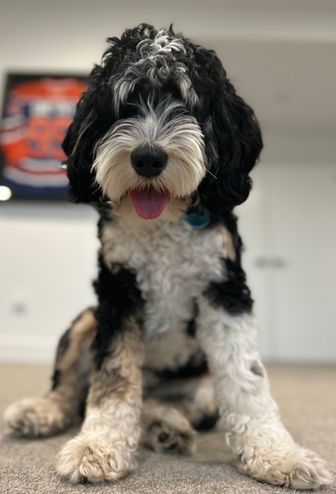 Jason Born YEG dog trainer