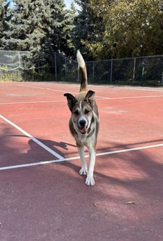 St. Albert Dog Training