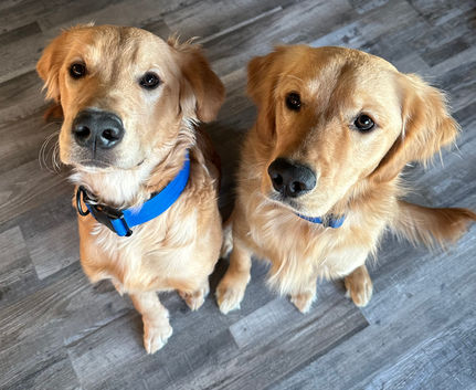 Private dog training Edmonton 