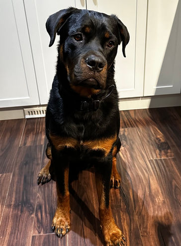 Edmonton dog training 