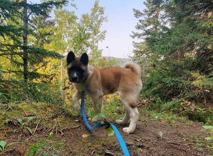 Private dog training in Edmonton