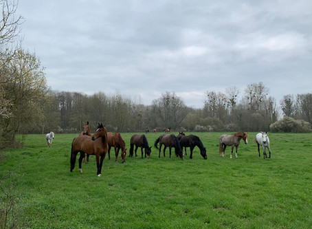 Les chevaux et poneys du CÉA profitent des prés