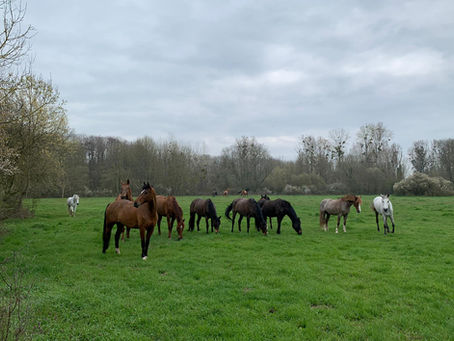 Les chevaux et poneys du CÉA profitent des prés