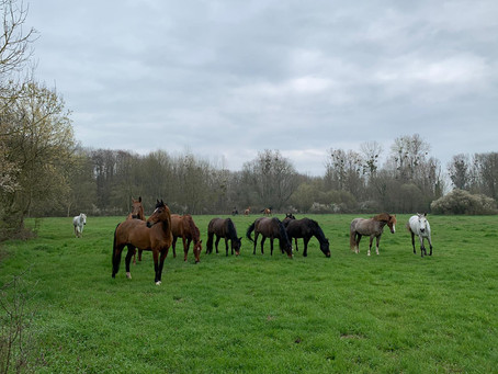 Les chevaux et poneys du CÉA profitent des prés